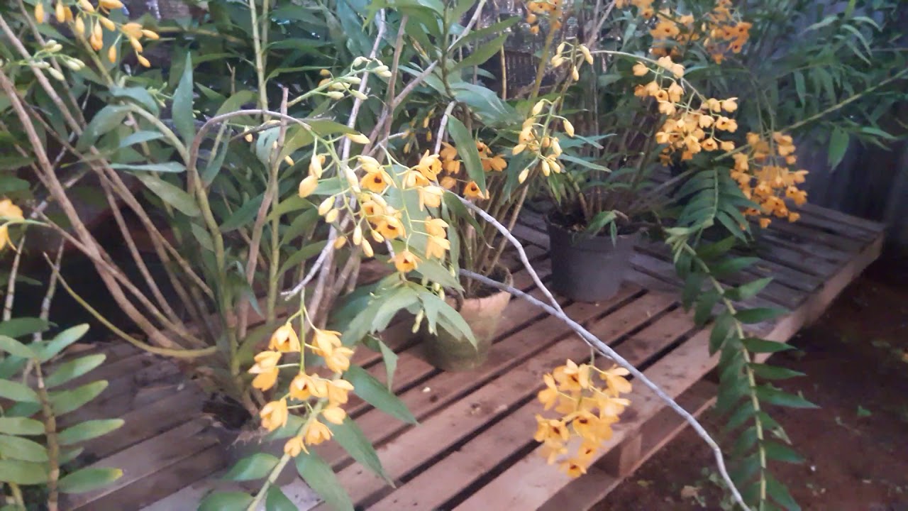 Dendobrium fimbriatum em  floração