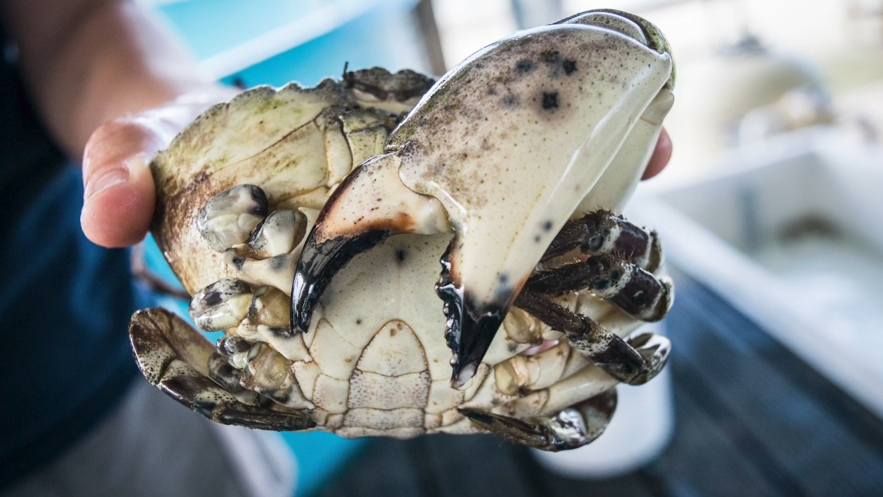 Stone Crab Fishing In The Bahamas