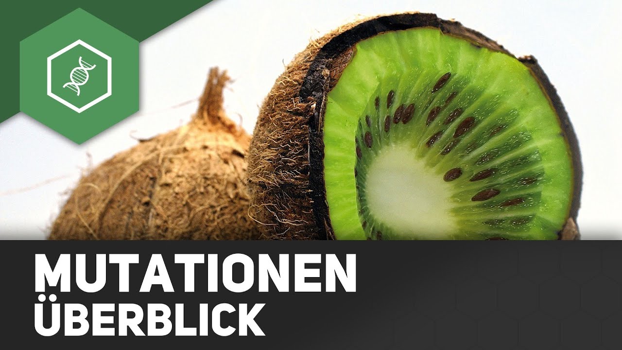 Mutationen - Überblick