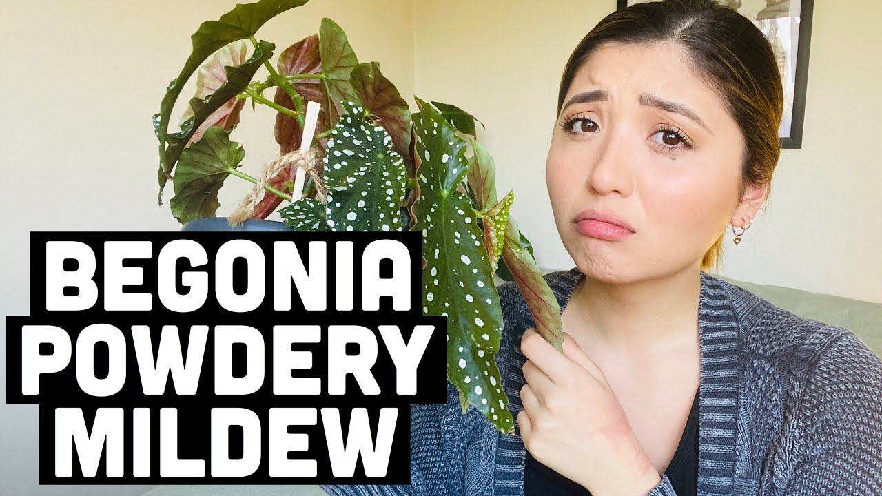 HOW TO TREAT BEGONIA POWDERY MILDEW | BEGONIA FUNGUS TREATMENT