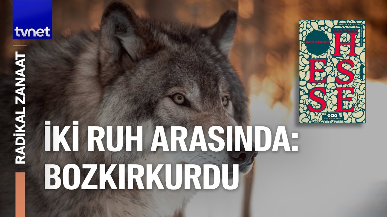 Kurt ve insan karşı karşıya: Bozkırkurdu