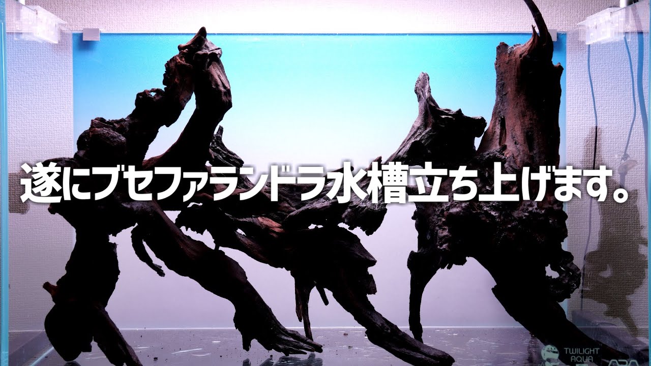 悲願のブセファランドラオンリー水槽作ります。#369【アクアリウム】