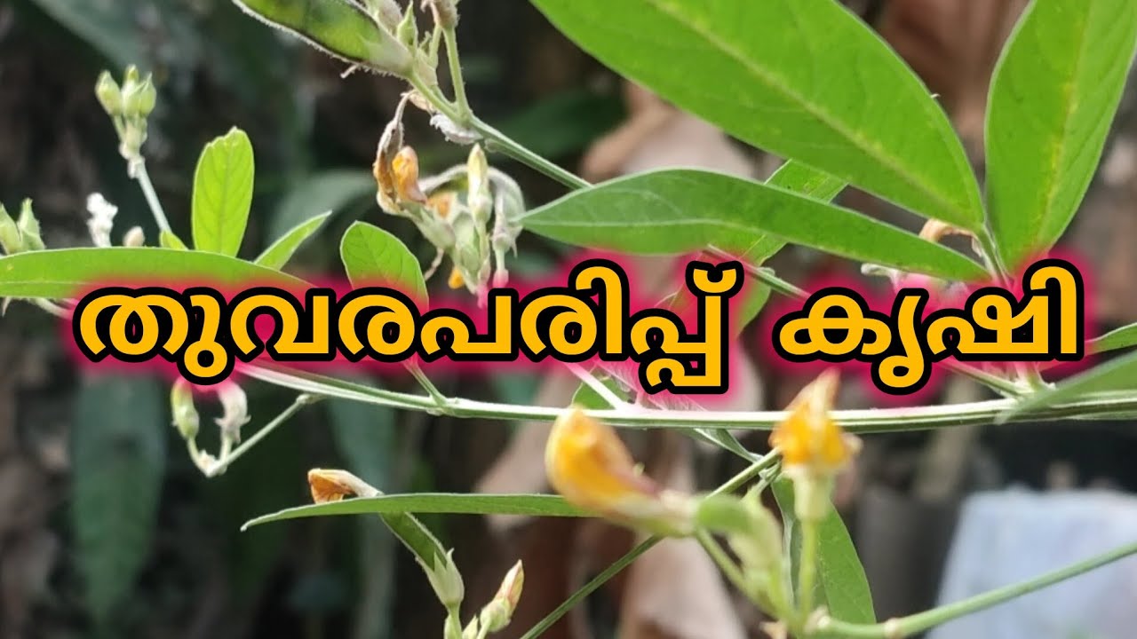 സാമ്പാർ പരിപ്പ് വീട്ടിൽ കൃഷി ചെയ്യാം #agriculture #krishi#farming#youtubevideo#kerala #cultivation