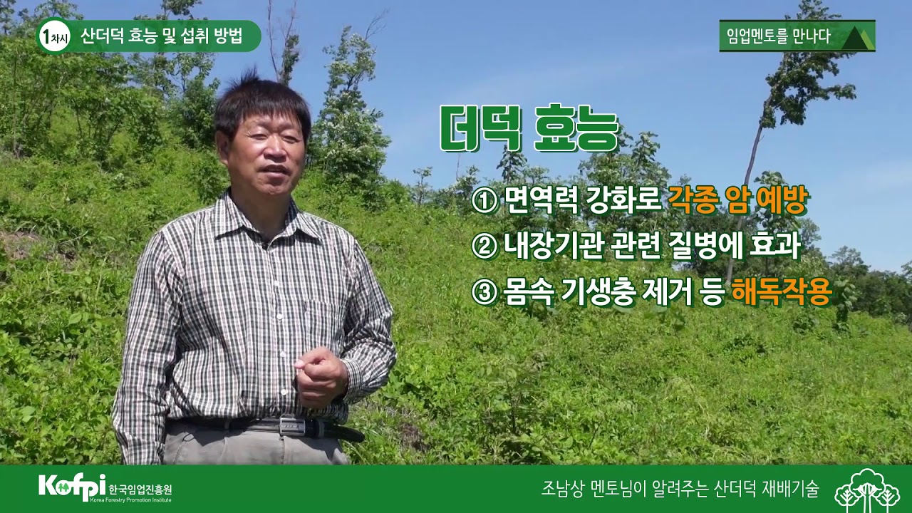 [산더덕 1] 산더덕 효능 및 섭취방법
