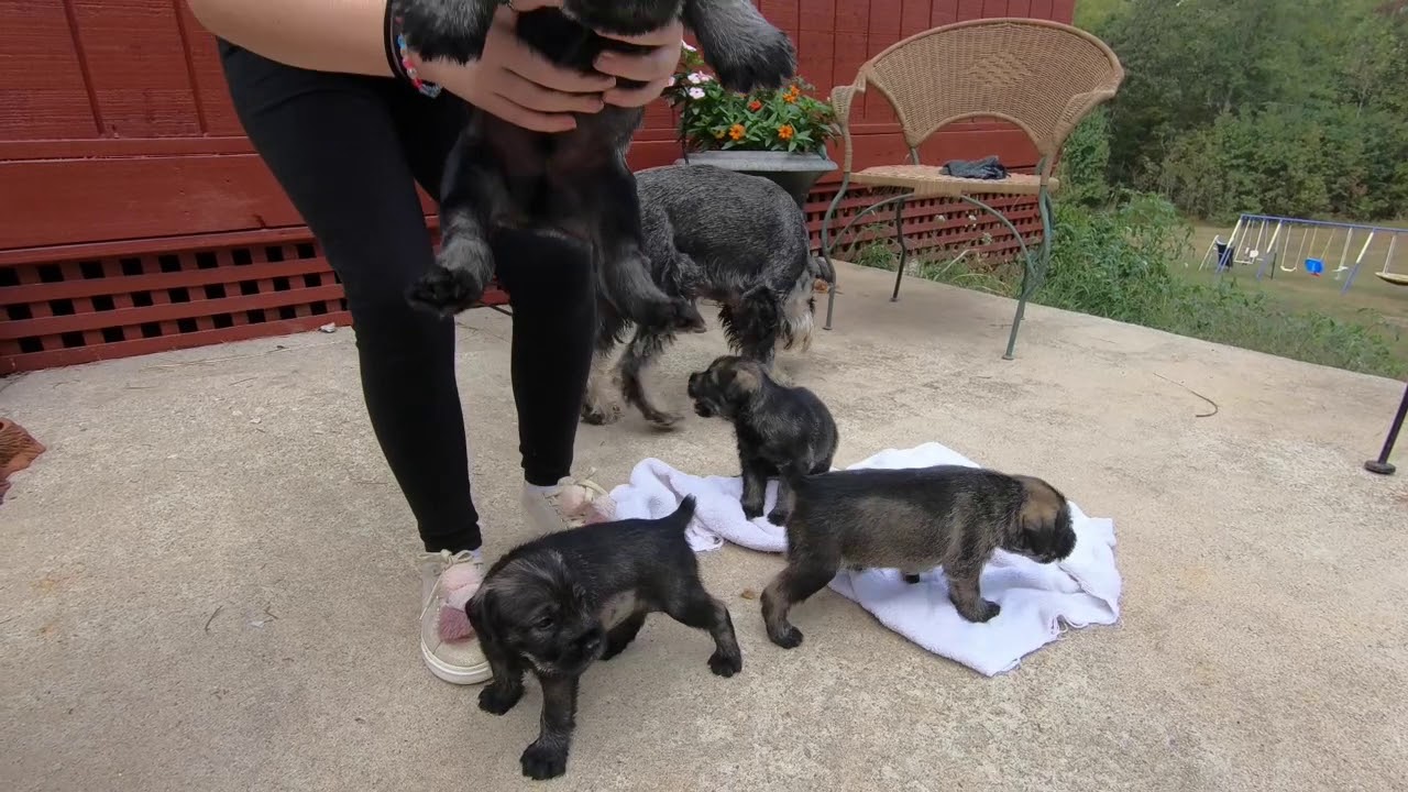 Standard Schnauzer puppies