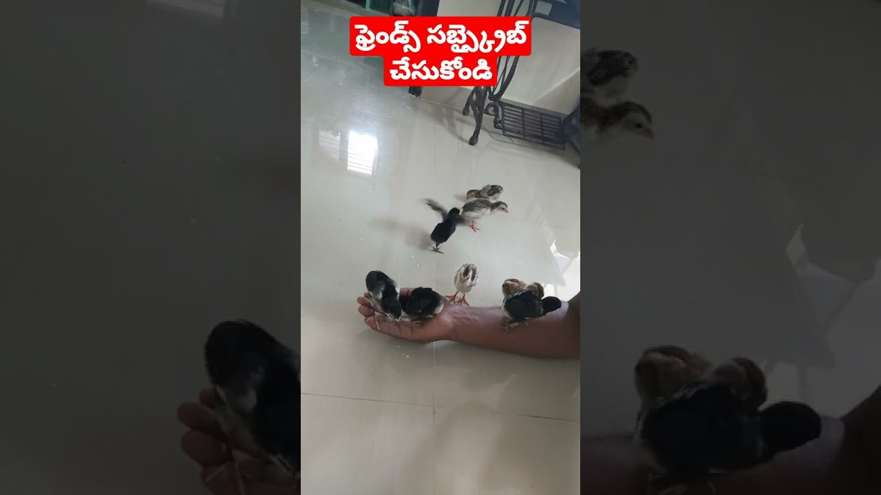 ginea chick's and aseel chicks#shorts #crazyteluguexperiments