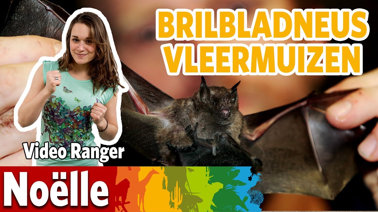 Wat eten deze vleermuizen?