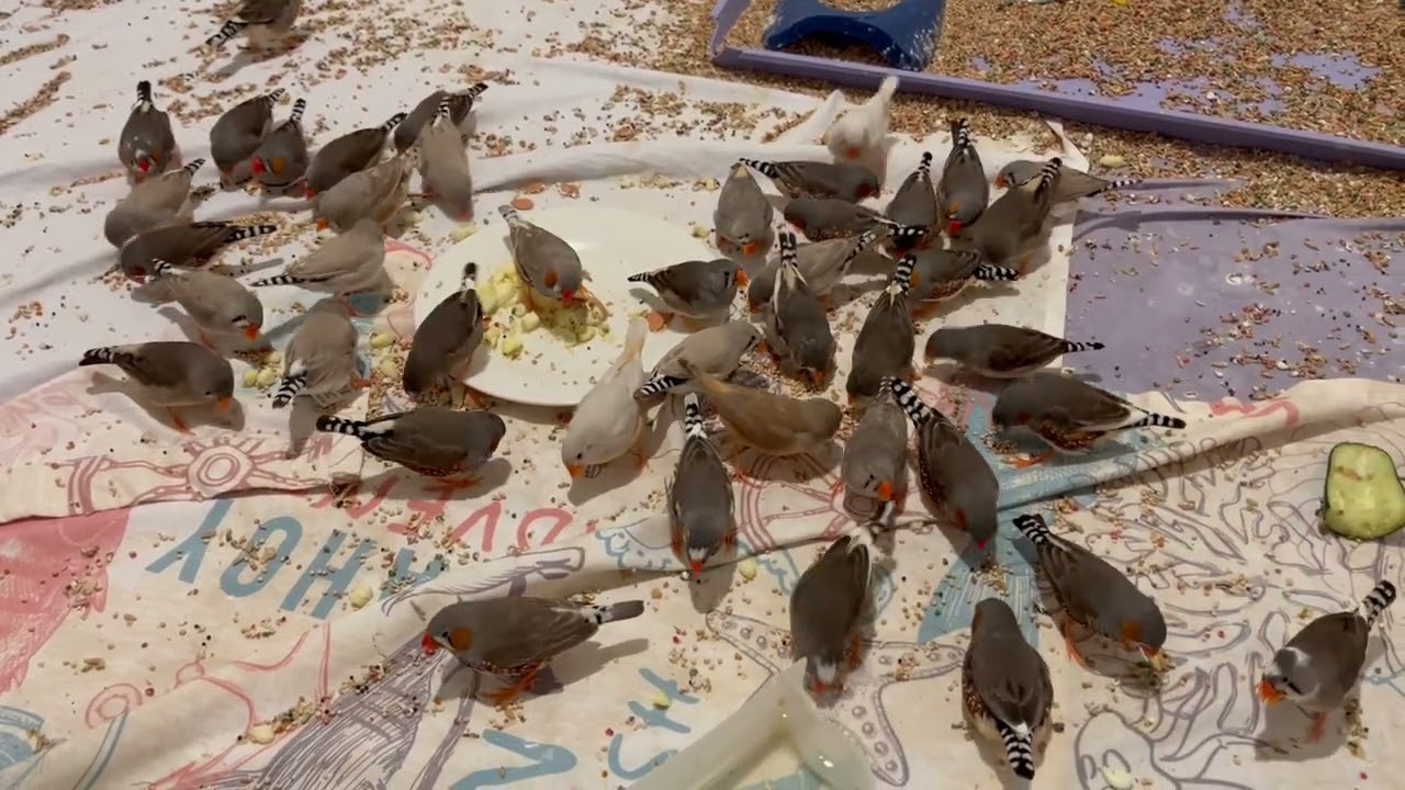 Hungry #zebra-finches Take Over Feeding Time #birds #cutebirds 