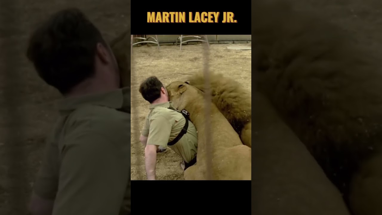 Martin  Lacey Jr. - Love at first sight with its lions #shorts