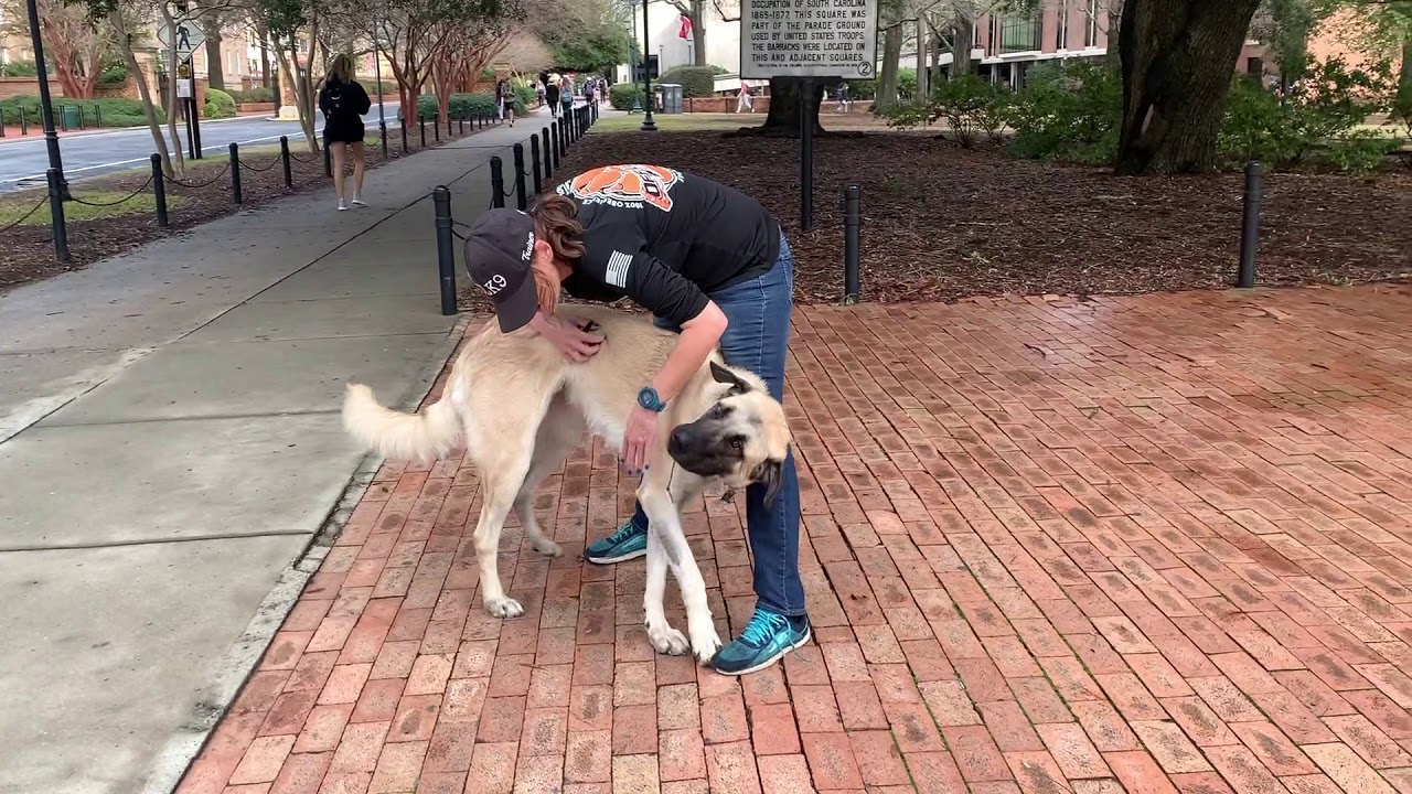 Zeus Anatolian Shepherd dog training