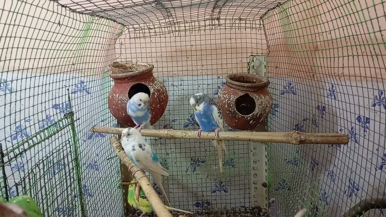 Over 7 hours of budgies life. Love birds colony at home , singing playing and talking  #ourcool