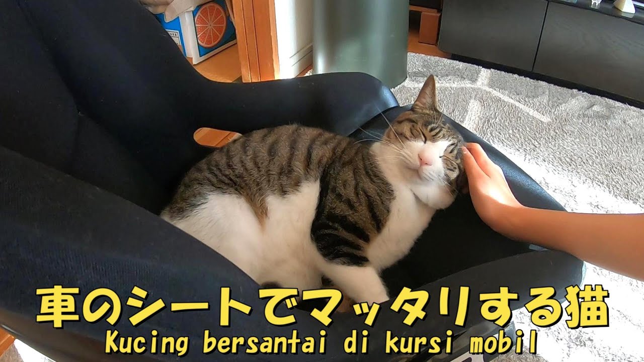 RECAROのシートがすっかり猫のものになってしまいました　暴れ猫/保護猫ハナ♂