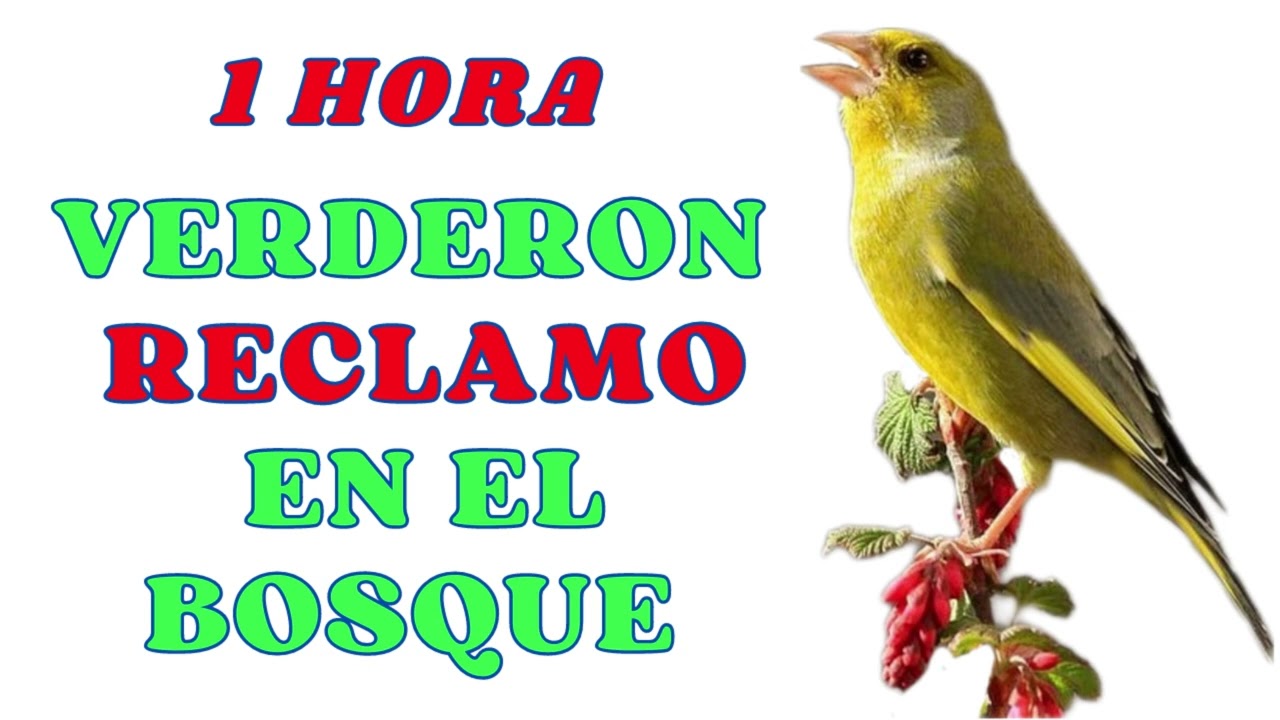 🌲🐦 𝗥𝗘𝗖𝗟𝗔𝗠𝗢 𝗩𝗘𝗥𝗗𝗘𝗥𝗢𝗡 𝗖𝗔𝗡𝗧𝗔𝗡𝗗𝗢 𝗘𝗡 𝗘𝗟 𝗕𝗢𝗦𝗤𝗨𝗘 𝗖𝗛𝗔𝗡𝗧 𝗚𝗥𝗘𝗘𝗡𝗙𝗜𝗡𝗖𝗛 𝗩𝗘𝗥𝗗𝗘𝗥𝗢𝗟 𝗘𝗗𝗨𝗖𝗔𝗥 𝗩𝗘𝗥𝗗𝗘𝗥𝗢𝗡𝗘𝗦 𝗖𝗔𝗡𝗧𝗢 𝗩𝗘𝗥𝗗𝗘𝗥𝗢𝗡