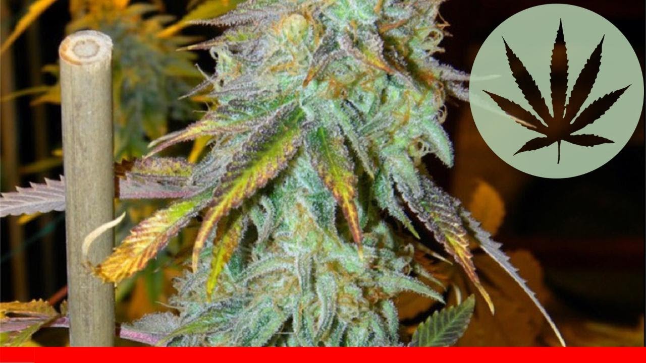 Space Cream - All About This Strain