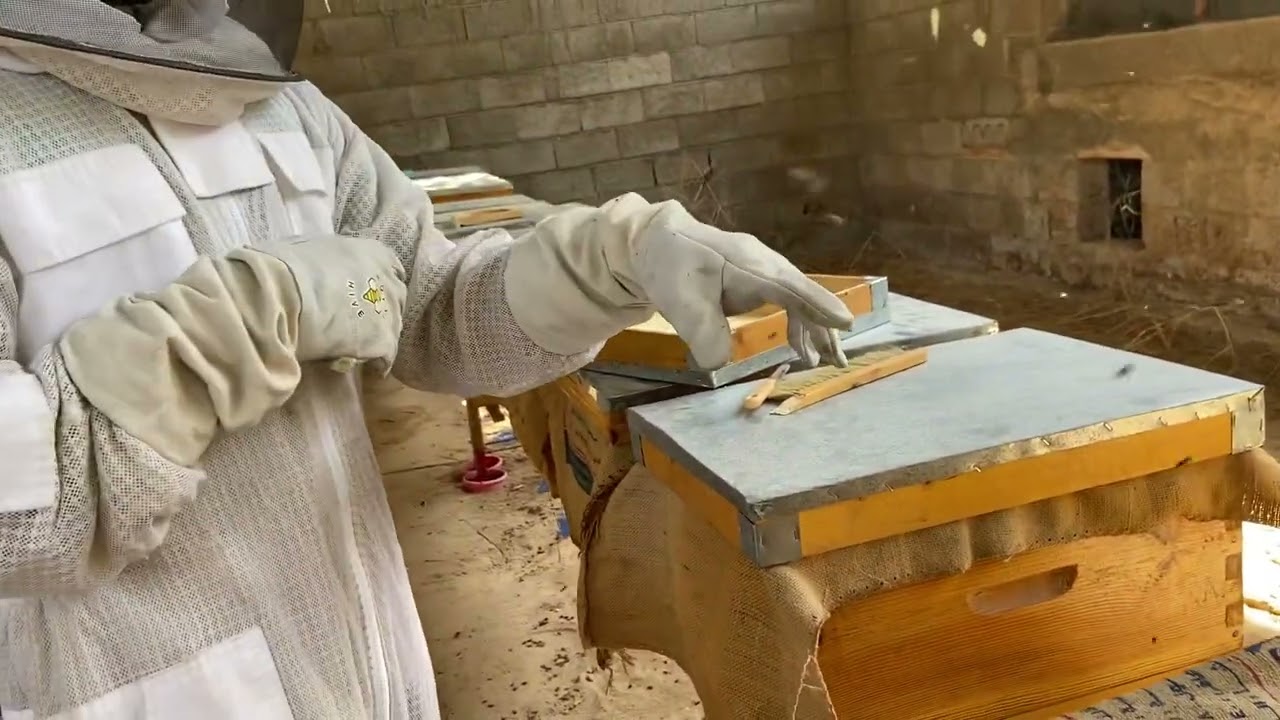 اول يوم بعد التسكين، واطلاق الملكات 🐝