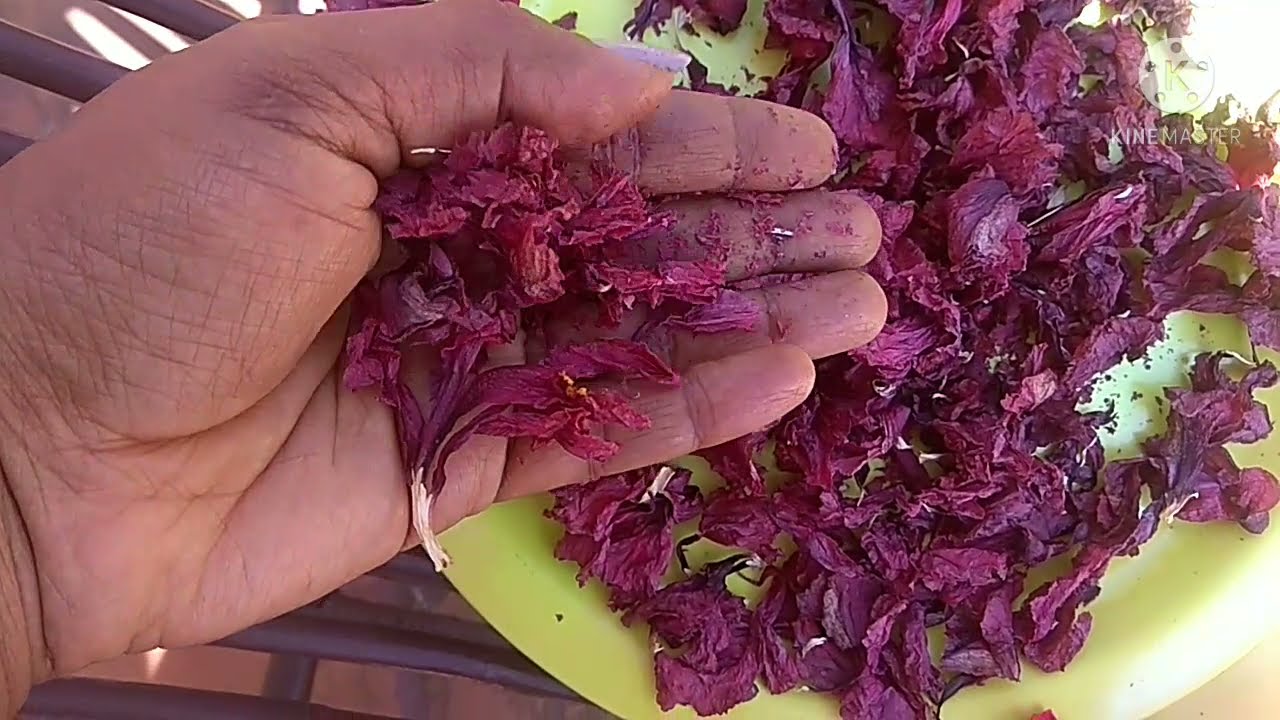 HOW TO MAKE SHAMPOO POWDER FROM HIBISCUS FLOWERS|Stops Hair fall & grey hair|for long & healthy hair