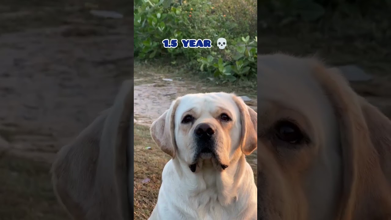 cutest labrador transformation