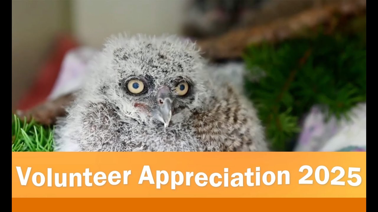 Thank You PAWS Volunteers!