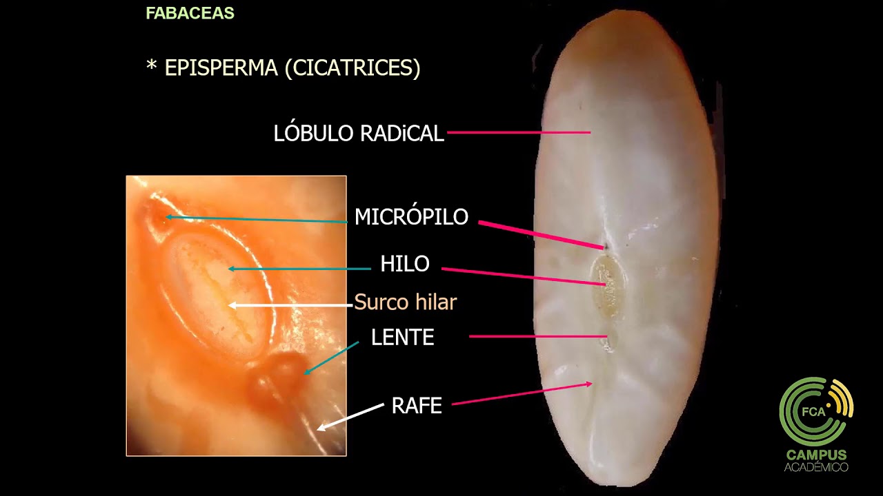 semilla y plantula