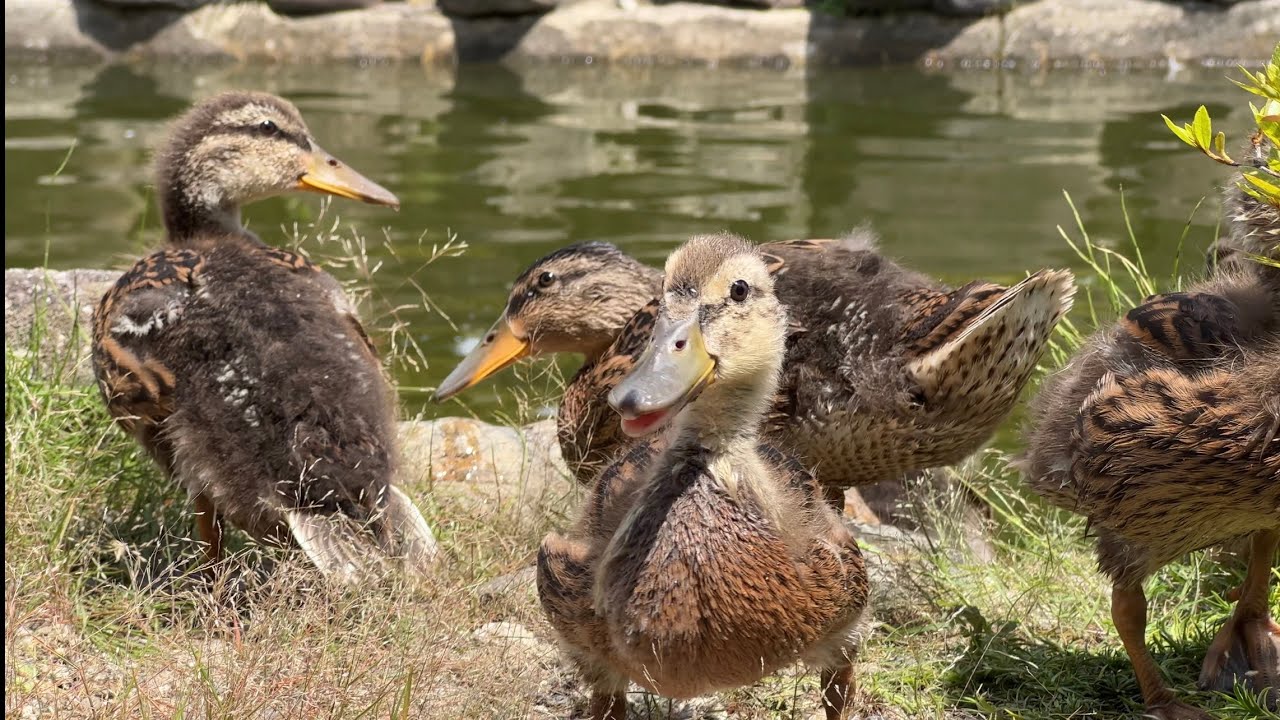 【京都 要法寺】カルガモ親子引っ越し数時間前の様子🦆