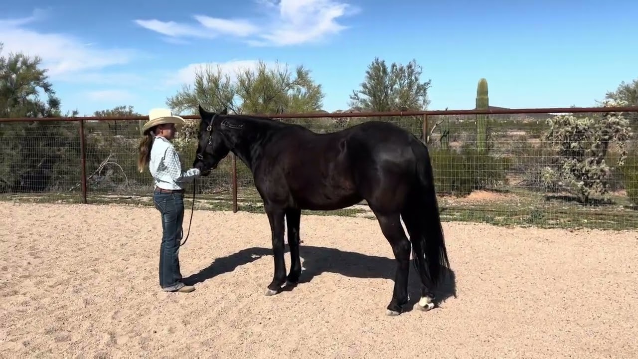 Class #110 Ranch Horse Conformation February 2026- RCR Harley/ Nicole Olmedo