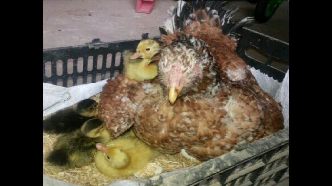 My  chicken raise a ducklings  || Baby Ducks Hatching ||   chicken duckling
