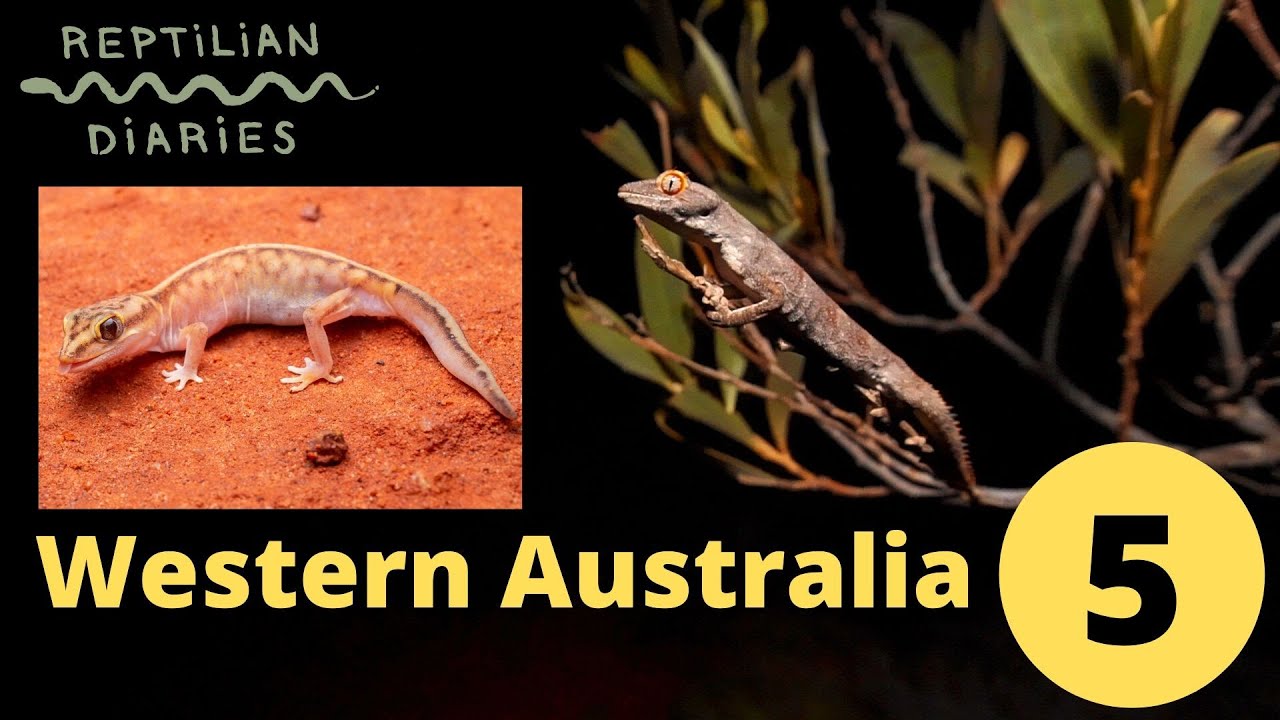 Lizards! Do you like Egernia? Strophurus? Diplodactylus? Herping Western Australia!