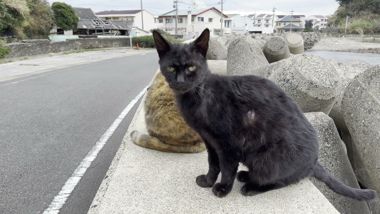 鰯鯨島にいた猫さんたち11
