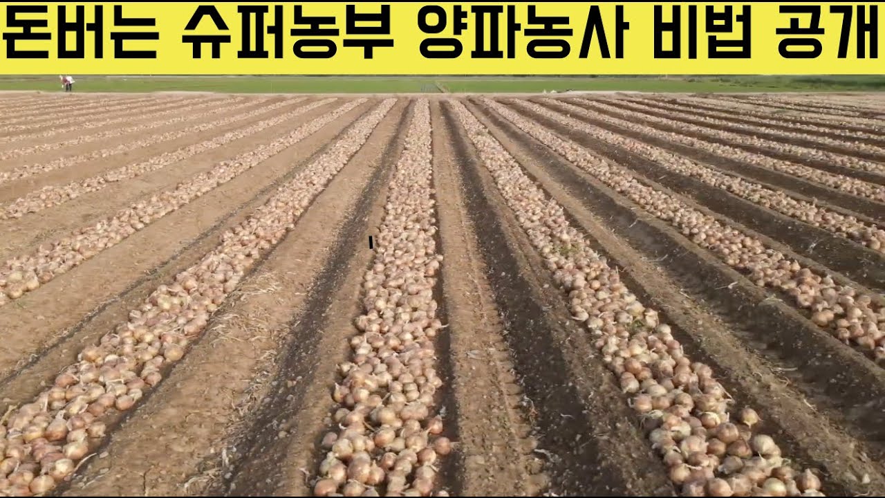 [한국농수산TV] 슈퍼농부의 양파농사 파종에서 수확까지 그 속살을 다~~보여 드립니다!!