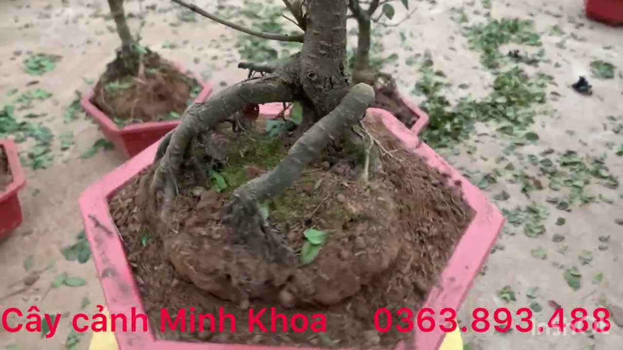 Cây nhất chi mai| Nhất chi mai| Nhất chi mai chơi tết| Cây mai trắng| Cây mai chơi tết| Cây mai