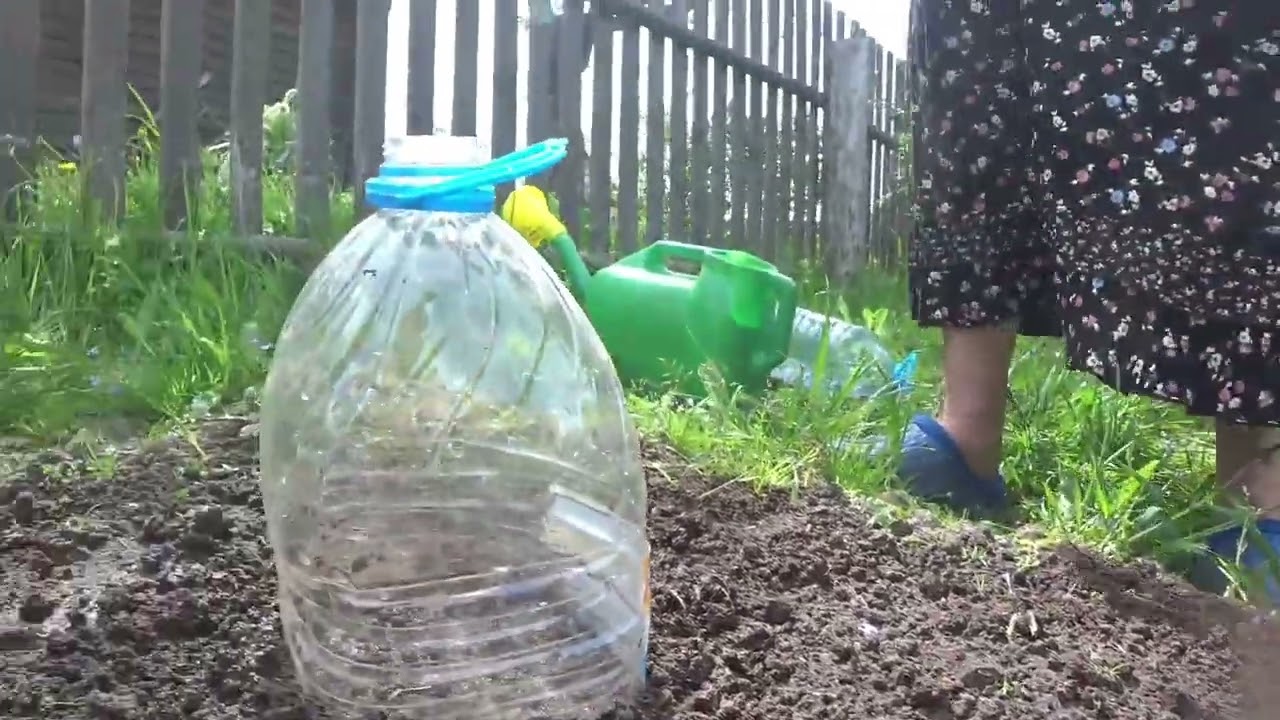 Посадка огурцов и что выросло.