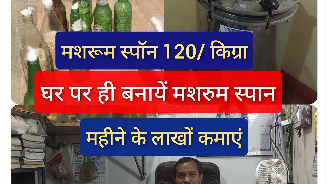 मशरुम स्पान बनाने की विधि ! Mushroom Spawn Production.. Part 1