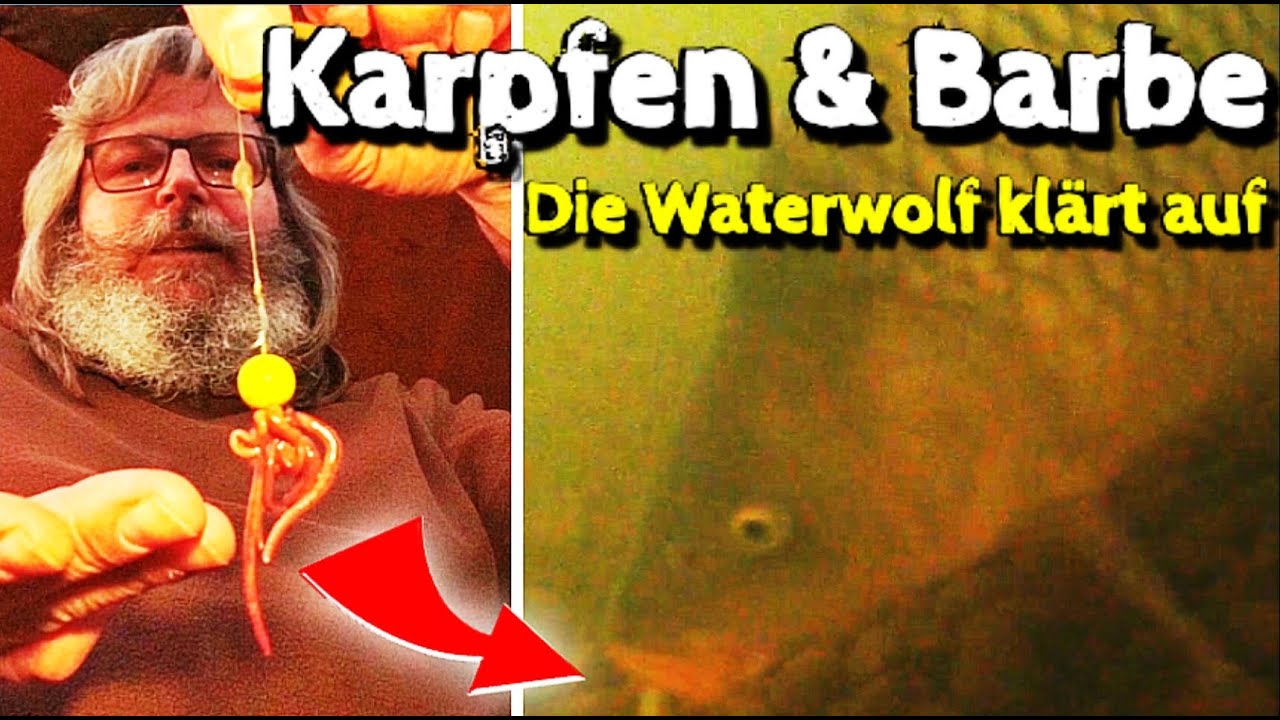 ANGELN auf Karpfen und Barbe am kleinen Fluss | Karpfenangeln im Frühling