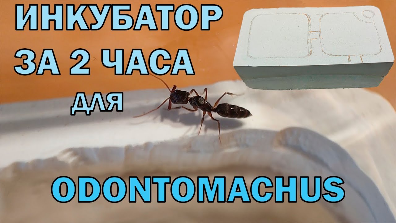 Инкубатор для Odontomachus, очень просто! Завёл капканчиков.