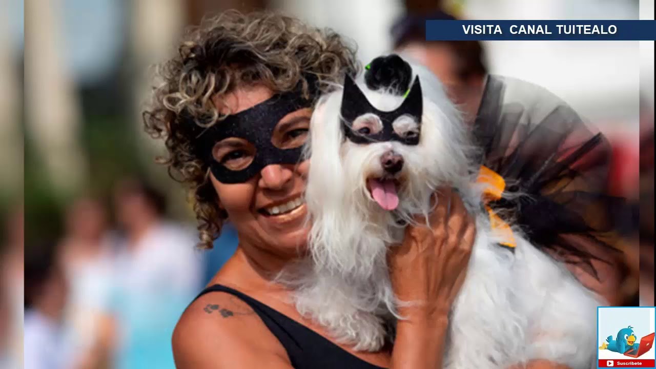 Perros hacen su fiesta en el Carnaval de Rio de Janeiro, Brasil