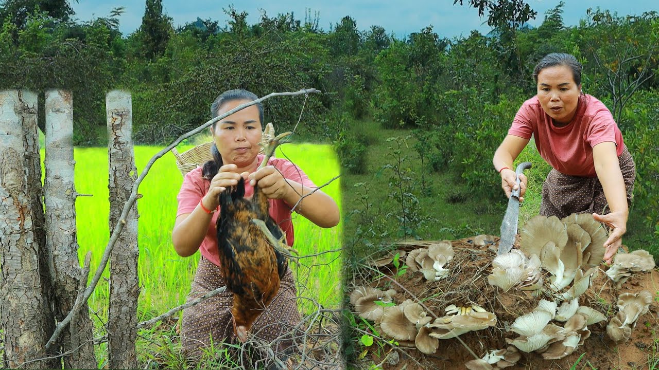 survival in the rainforest-found mushroom with 4 chickens for cook & give to pets HD
