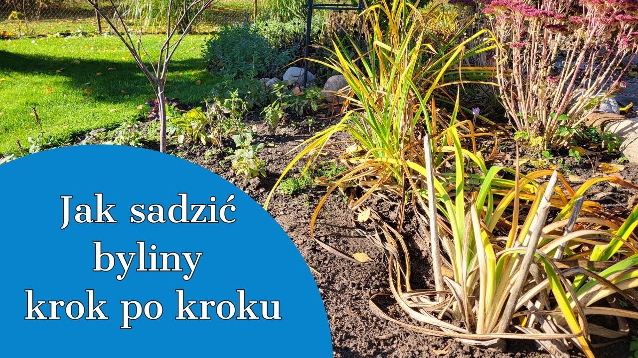 ПЕНСТЕМОНЫ И РАННЕЕ ВЫРАЩИВАНИЕ 🌱 КАК ПЛАНИРОВАТЬ МНОГОЛЕТНИЕ РАСТЕНИЯ 🌱 ШАГ ЗА ШАГОМ