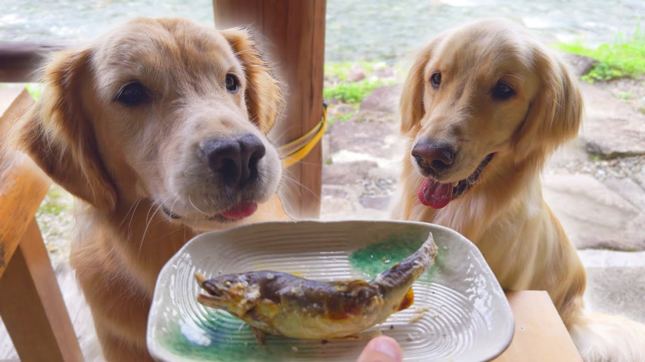 【破産】一匹1500円の鮎を0.5秒で完食されました･･･。