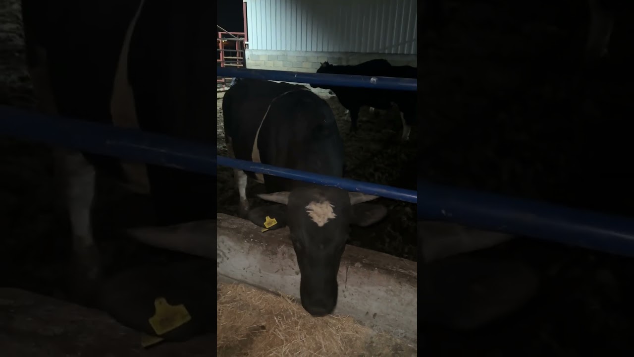 Angus Doğum Takibi, Rota,Akıllı yem #angus #cow #besi #gebedüve  #simental #rotayem #akıllıyem