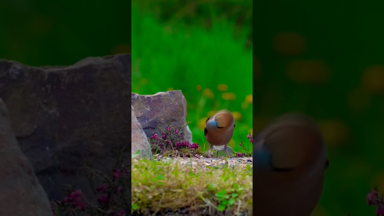 Hawfinch on feeder #shorts  #birdsinnature #birdwatching #catstv #fyp #birdsonfeeder
