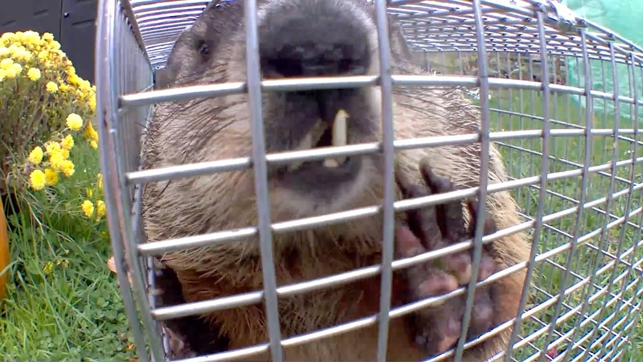 We Trapped Snacks Again!