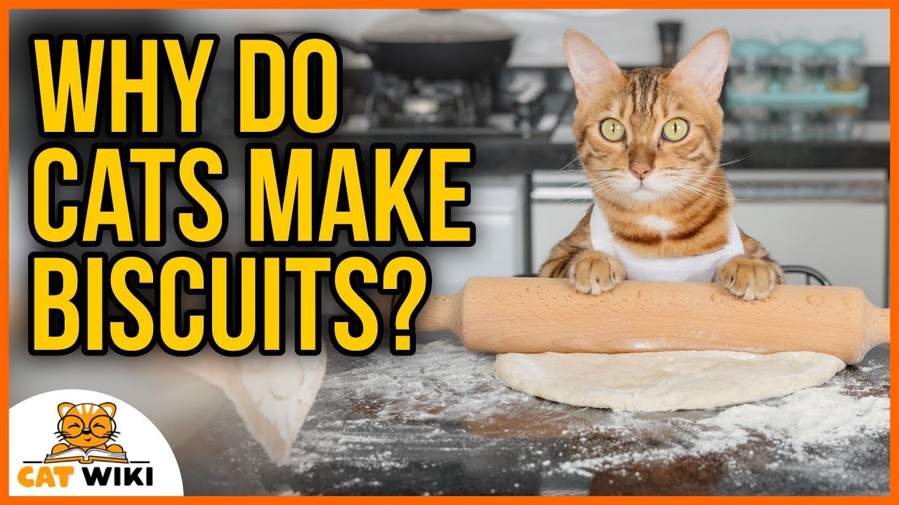 Why Do Cats Knead? And Why Is It Called Making Biscuits?