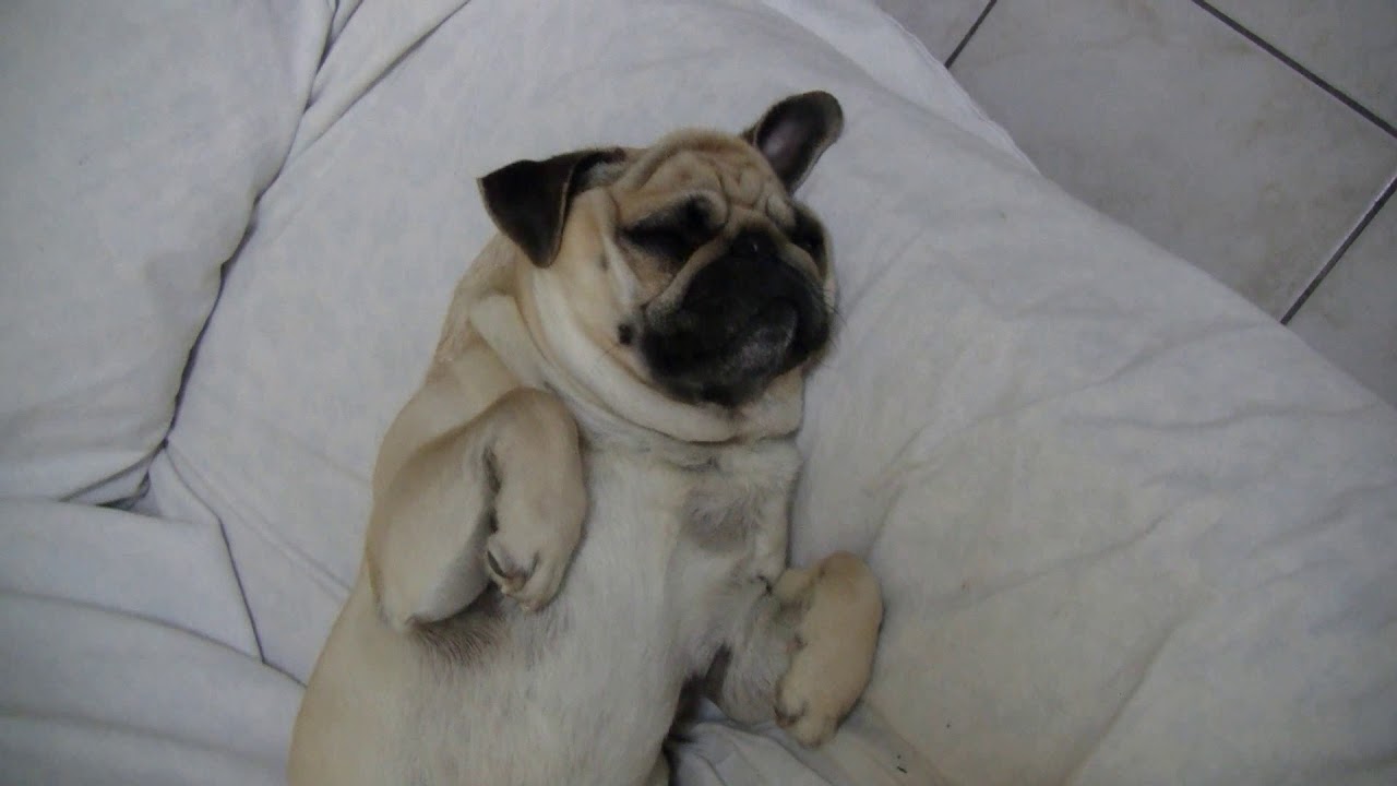 Cuteness overload, pug dog relaxing (Cane Carlino)