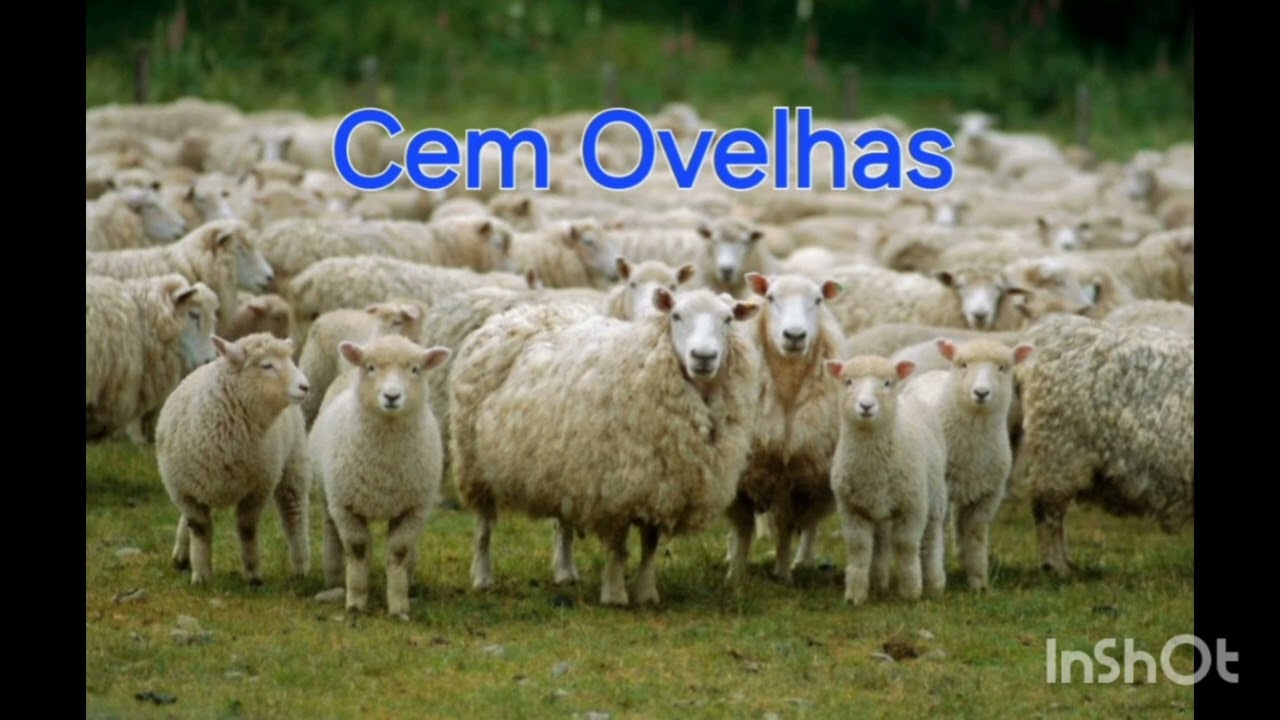 Cem Ovelhas - Voz & Violão & Viola Caipira