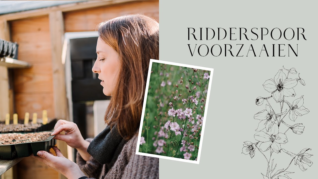 Ridderspoor voorzaaien - MAY & JUNE