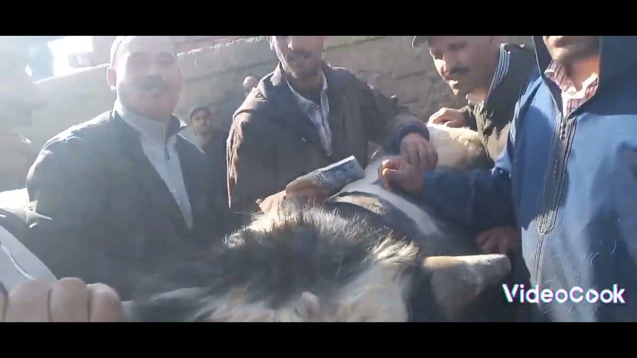 مباشرة من سوق سبيت تيط مليل تمن باش بعنا هد العجل🐃🦬🦬👆🤲