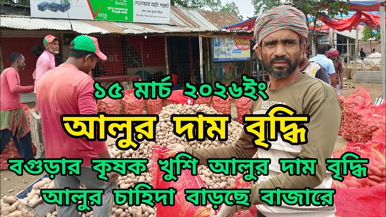 ১৫ মার্চ ২০২৬ ইং বগুড়ার আলু দাম বৃদ্ধি | লাল পাকরী আলুর দাম বৃদ্ধি | বাজারে আলুর চাহিদা বৃদ্ধি #আলু 
