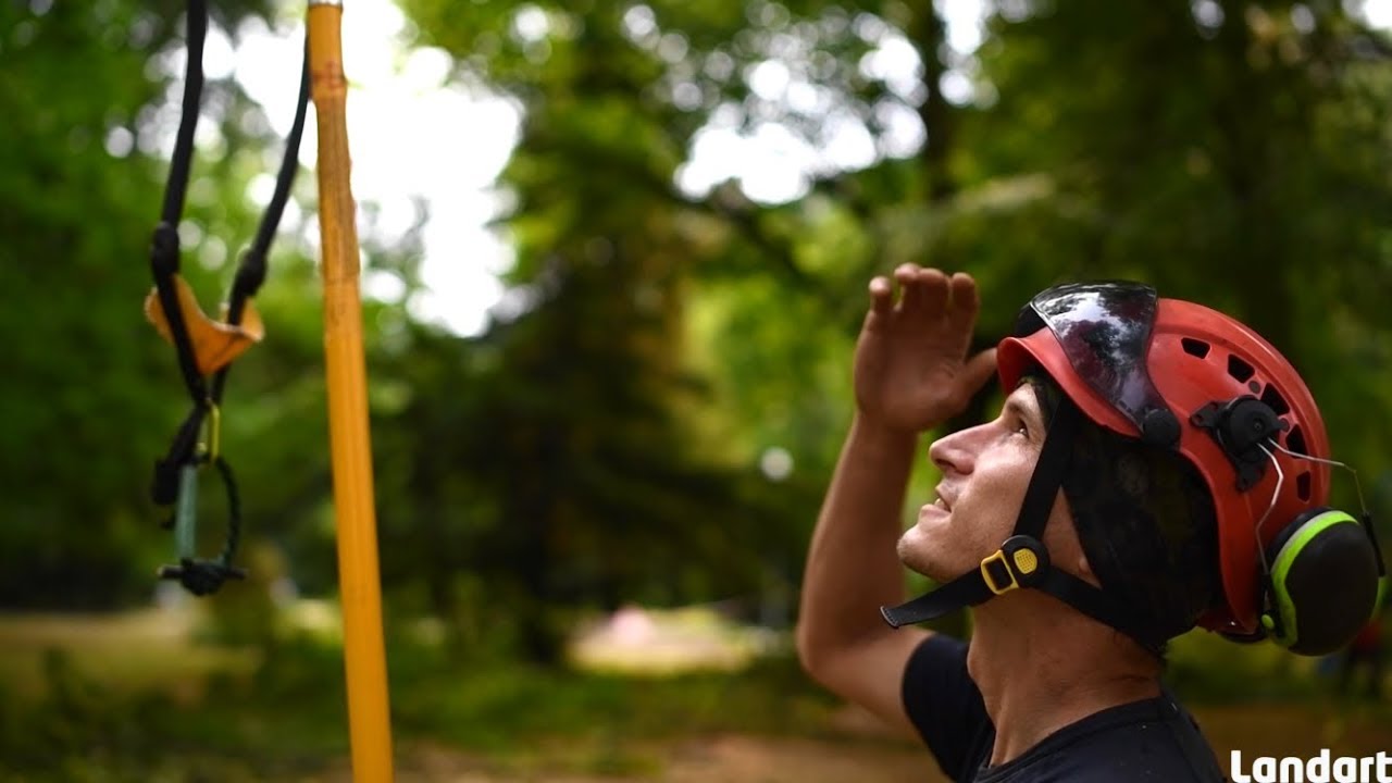 arborista | arborist work