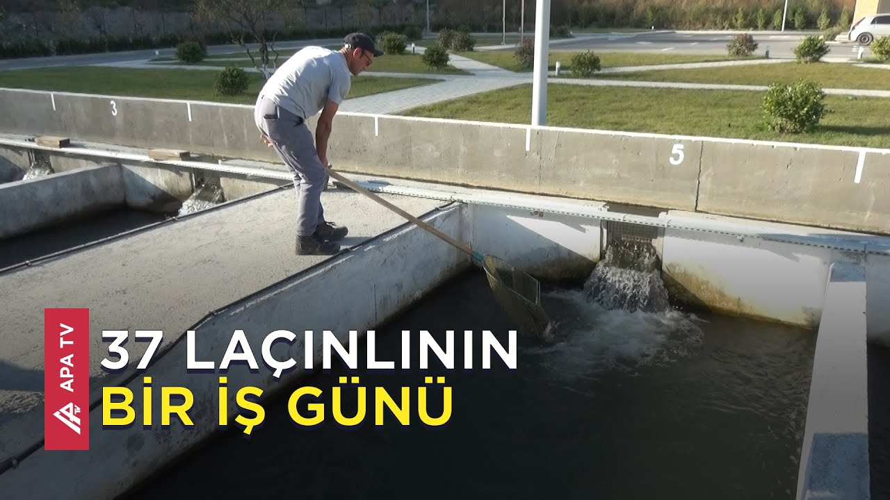 Gələn ildən Azərbaycan bazarında Laçın balığı görə bilərsiniz - APA TV