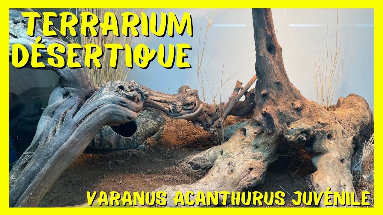 TERRARIUM DÉSERTIQUE POUR VARAN JUVÉNILE !!!